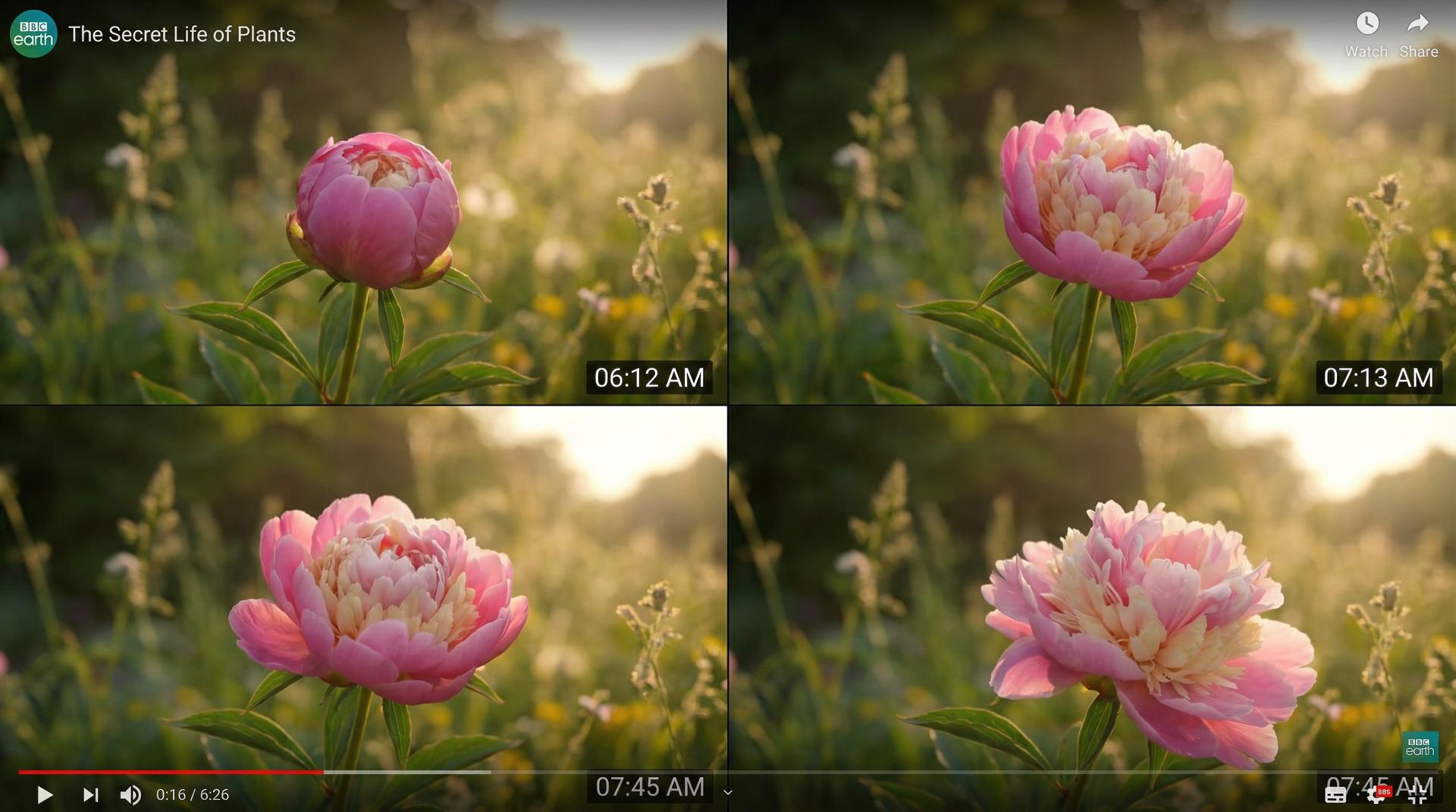 草莓视频植物视频